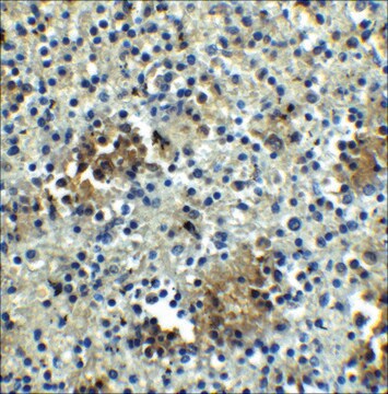 Anti-ABCA7 antibody produced in rabbit affinity isolated antibody, buffered aqueous solution