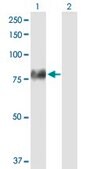Anti-F2 antibody produced in mouse purified immunoglobulin, buffered aqueous solution
