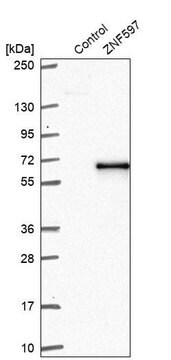 Anti-ZNF597 antibody produced in rabbit Prestige Antibodies&#174; Powered by Atlas Antibodies, affinity isolated antibody, buffered aqueous glycerol solution