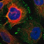 Anti-KCNS3 antibody produced in rabbit Prestige Antibodies&#174; Powered by Atlas Antibodies, affinity isolated antibody, buffered aqueous glycerol solution