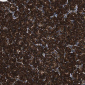 Anti-SSR3 antibody produced in rabbit Prestige Antibodies&#174; Powered by Atlas Antibodies, affinity isolated antibody, buffered aqueous glycerol solution