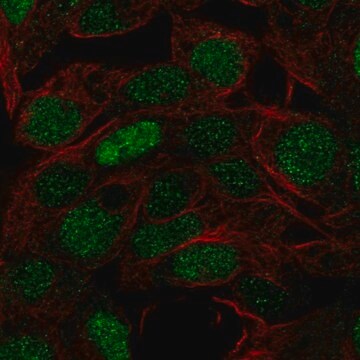 Anti-FOXQ1 antibody produced in rabbit Prestige Antibodies&#174; Powered by Atlas Antibodies, affinity isolated antibody
