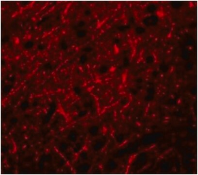 Anti-PRDM16 Antibody from rabbit, purified by affinity chromatography