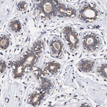 Anti-KRBA1 antibody produced in rabbit Prestige Antibodies&#174; Powered by Atlas Antibodies, affinity isolated antibody, buffered aqueous glycerol solution