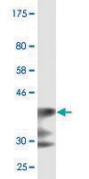 Monoclonal Anti-LRP5 antibody produced in mouse clone 1E9, ascites fluid