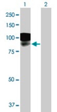 Anti-LRFN1 antibody produced in mouse IgG fraction of antiserum, buffered aqueous solution
