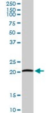 Anti-ARL11 antibody produced in rabbit purified immunoglobulin, buffered aqueous solution