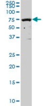 Anti-SOCS5 antibody produced in mouse purified immunoglobulin, buffered aqueous solution