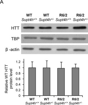 Anti-Huntingtin Protein Antibody, a.a. 181-810, clone 1HU-4C8 ascites fluid, clone 1HU-4C8, Chemicon&#174;