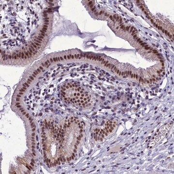 Anti-CEACAM19 antibody produced in rabbit Prestige Antibodies&#174; Powered by Atlas Antibodies, affinity isolated antibody, buffered aqueous glycerol solution