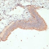 Anti-BDNF antibody produced in rabbit