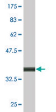 Monoclonal Anti-LAMP2 antibody produced in mouse clone 2G10, purified immunoglobulin, buffered aqueous solution