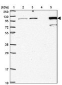 Anti-MTHFD1 antibody produced in rabbit Prestige Antibodies&#174; Powered by Atlas Antibodies, affinity isolated antibody, buffered aqueous glycerol solution