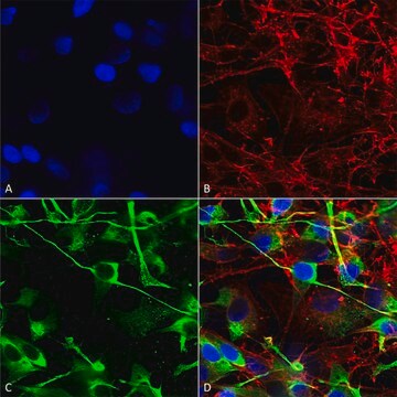 Monoclonal Anti-Sur2A - Rpe antibody produced in mouse clone S319A-14, purified immunoglobulin