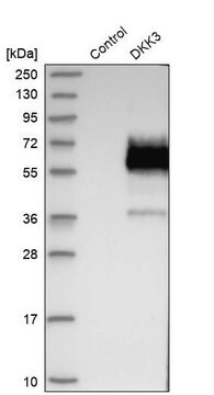 Anti-DKK3 antibody produced in rabbit Prestige Antibodies&#174; Powered by Atlas Antibodies, affinity isolated antibody, buffered aqueous glycerol solution