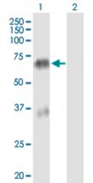Anti-TGM4 antibody produced in mouse purified immunoglobulin, buffered aqueous solution