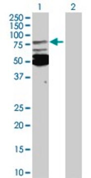 Anti-MSN antibody produced in rabbit purified immunoglobulin, buffered aqueous solution