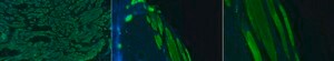 Anti-Actin Antibody, Alexa Fluor&#8482; 488 Conjugate from rabbit, ALEXA FLUOR&#8482; 488