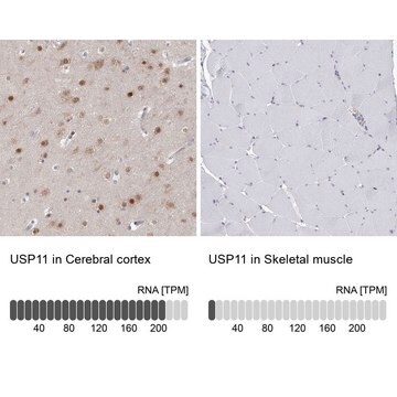 Anti-USP11 antibody produced in rabbit Prestige Antibodies&#174; Powered by Atlas Antibodies, affinity isolated antibody, buffered aqueous glycerol solution