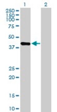 Anti-PRR11 antibody produced in mouse purified immunoglobulin, buffered aqueous solution