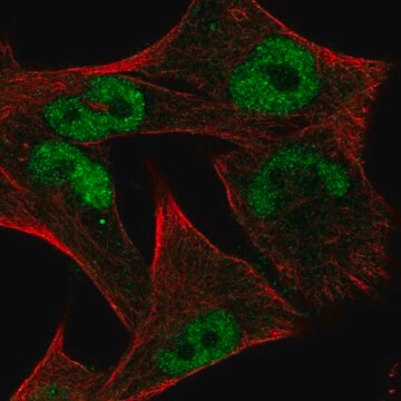 Anti-MYC antibody produced in rabbit Prestige Antibodies&#174; Powered by Atlas Antibodies, affinity isolated antibody