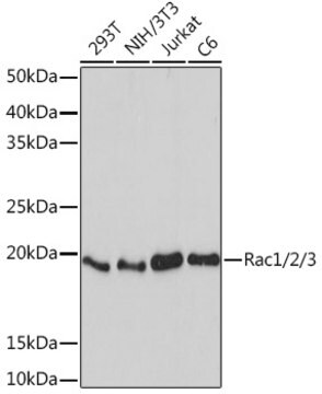 Anti-Rac1/2/3 Antibody, clone 2J4S6, Rabbit Monoclonal