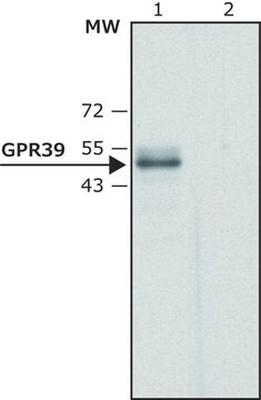 Anti-GPR39 (C-terminal region) antibody produced in rabbit ~1.5&#160;mg/mL, affinity isolated antibody