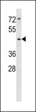 ANTI-SIGLEC14 (N-TERM) antibody produced in rabbit IgG fraction of antiserum, buffered aqueous solution