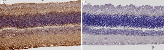 Anti-Cone Arrestin Antibody Chemicon&#174;, from rabbit