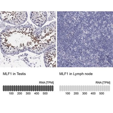 Anti-MLF1 antibody produced in rabbit Prestige Antibodies&#174; Powered by Atlas Antibodies, affinity isolated antibody, buffered aqueous glycerol solution