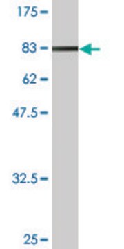 Monoclonal Anti-NXF2 antibody produced in mouse clone 4F5-3A2, ascites fluid