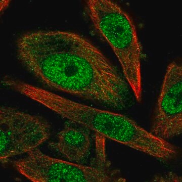 Anti-CCNH antibody produced in rabbit Prestige Antibodies&#174; Powered by Atlas Antibodies, affinity isolated antibody