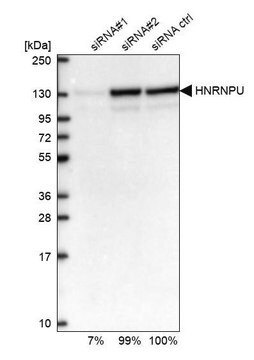 Anti-HNRNPU antibody produced in rabbit Prestige Antibodies&#174; Powered by Atlas Antibodies, affinity isolated antibody, buffered aqueous glycerol solution