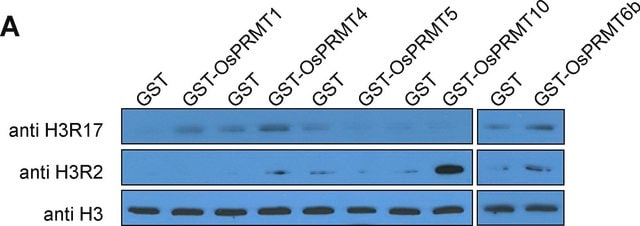 Anti-dimethyl-Histone H3 (Arg2) Antibody, rabbit monoclonal Upstate&#174;, from rabbit