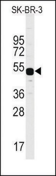 Anti-MUC20 (C-term) antibody produced in rabbit Ig fraction of antiserum, buffered aqueous solution