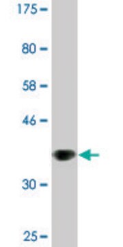 Monoclonal Anti-EDAR antibody produced in mouse clone 3A7, ascites fluid