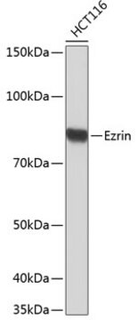 Anti-Ezrin Antibody, clone 1L5O2, Rabbit Monoclonal
