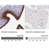 Anti-GOLGA5 antibody produced in rabbit affinity isolated antibody, buffered aqueous glycerol solution