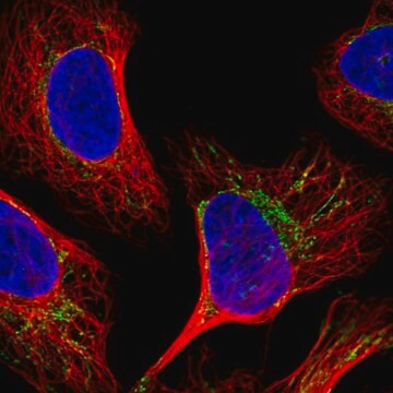 Anti-MPC1 antibody produced in rabbit Prestige Antibodies&#174; Powered by Atlas Antibodies, affinity isolated antibody