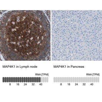 Anti-MAP4K1 antibody produced in rabbit Prestige Antibodies&#174; Powered by Atlas Antibodies, affinity isolated antibody, buffered aqueous glycerol solution