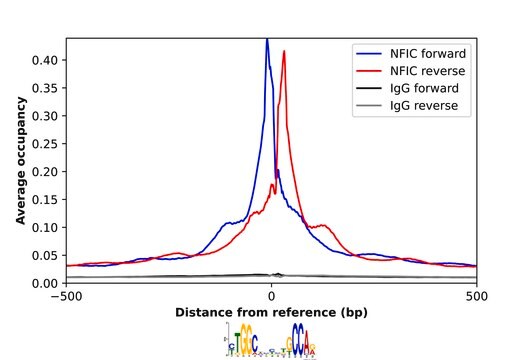Anti-NFIC antibody produced in rabbit Prestige Antibodies&#174; Powered by Atlas Antibodies, affinity isolated antibody, buffered aqueous glycerol solution