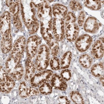 Anti-FAM135B antibody produced in rabbit Prestige Antibodies&#174; Powered by Atlas Antibodies, affinity isolated antibody, buffered aqueous glycerol solution