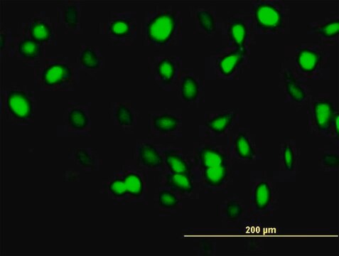 Monoclonal Anti-BANF1 antibody produced in mouse clone M2, purified immunoglobulin, buffered aqueous solution