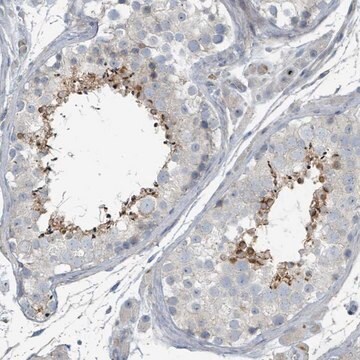 Anti-SLC44A5 antibody produced in rabbit Prestige Antibodies&#174; Powered by Atlas Antibodies, affinity isolated antibody, buffered aqueous glycerol solution