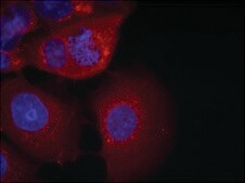 Anti-GSK3A (Ab-21) antibody produced in rabbit affinity isolated antibody