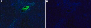 Anti-Albumin Antibody, clone 1D8 ZooMAb&#174; Rabbit Monoclonal recombinant, expressed in HEK 293 cells
