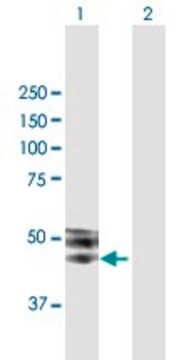 ANTI-ISLR antibody produced in mouse purified immunoglobulin, buffered aqueous solution