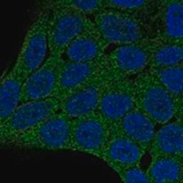Anti-PHLPP2 antibody produced in rabbit Prestige Antibodies&#174; Powered by Atlas Antibodies, affinity isolated antibody, buffered aqueous glycerol solution