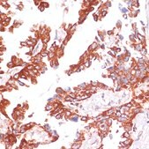 Anti-Caspase 9 antibody produced in rabbit