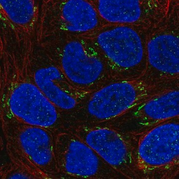 Anti-NTF4 antibody produced in rabbit Prestige Antibodies&#174; Powered by Atlas Antibodies, affinity isolated antibody